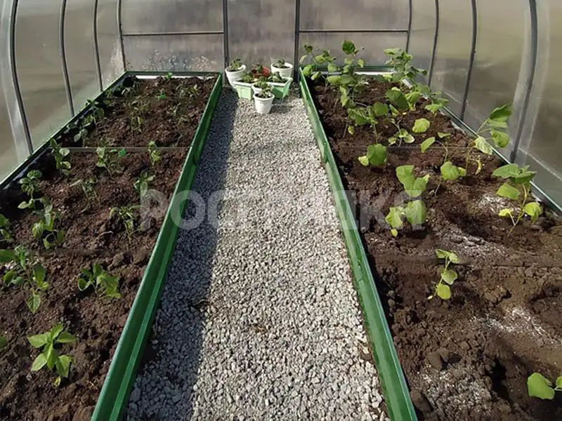 Грядки-в-теплицу-15-зеленые Зеленые грядки в теплицу. Высота 15см.